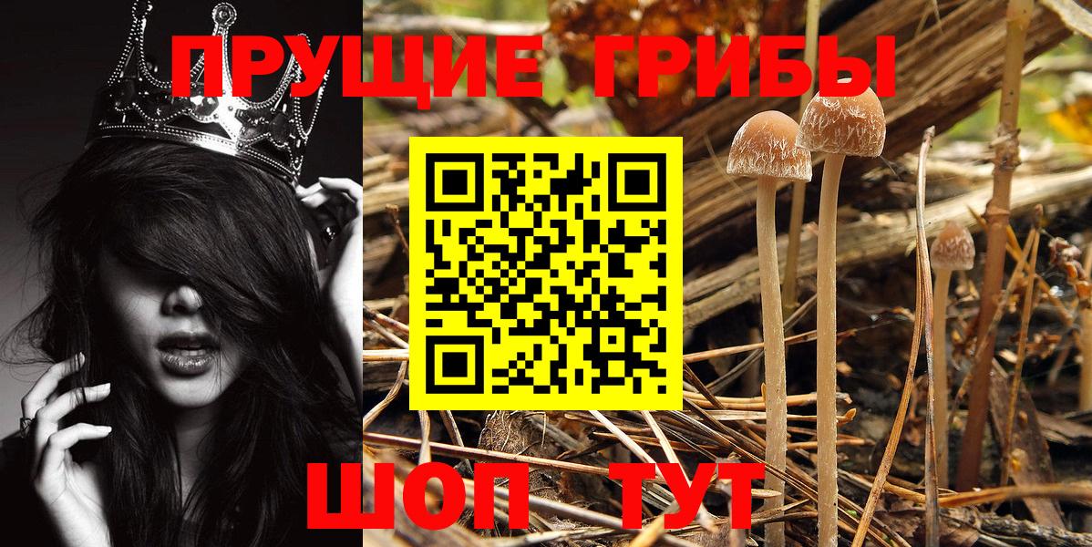 Псилоцибиновые грибы Psilocybine cubensis  Псилоцибиновые грибы мицелий  Мелеуз 